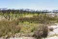 Landscape after bushfire. Booderee National Park. NSW. Australia