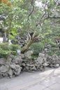 Landscape with Buxus sinica old tree in the famous Yu Garden on downtown of Shanghai