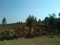 Landscape cactus rocks trees and dry winter land