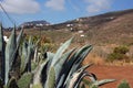 Landscape and cactus in Tenerife, Canaries Royalty Free Stock Photo