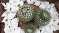 Landscape Cactus Thorns In Terrarium