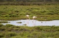 Landscape of the Camargue Royalty Free Stock Photo