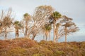 Landscape with Canary Island date palms and eucalypts.