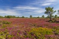 Landscape in Cap de la Chevre, Crozon, Brittany, France Royalty Free Stock Photo