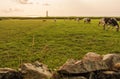 Landscape of Cap de la Hague with cows on a meadow and Goury lighthouse on the background. Cotentin, Normandy, France Royalty Free Stock Photo