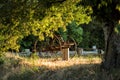 Landscape with carcass of cart and young olive tree in sunny summer morning on farm in Provence, France. Provence travel tourism