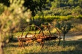 Landscape with carcass of cart and young olive tree in sunny summer morning on farm in Provence, France. Provence travel tourism