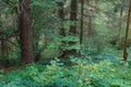 Landscape in Carpathians in auturmn