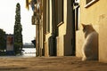 Landscape with cat at sidewalk near wall of building Royalty Free Stock Photo