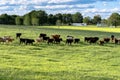 Landscape of cattle walking away Royalty Free Stock Photo