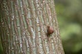 Landscape of Cepaea nemoralis on a tree in Japanischer Garten in Kaiserslautern Germany