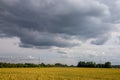 Landscape with cereal field, trees and cloudy blue sky Royalty Free Stock Photo