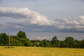 Landscape with cereal field, trees and cloudy blue sky Royalty Free Stock Photo