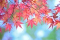 Landscape of changing color Japanese Autumn Maple leaves Royalty Free Stock Photo