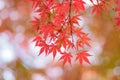 Landscape of changing color Japanese Autumn Maple leaves Royalty Free Stock Photo