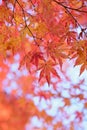 Landscape of changing color Japanese Autumn Maple leaves Royalty Free Stock Photo