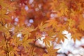 Landscape of changing color Japanese Autumn Maple leaves Royalty Free Stock Photo