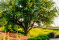 Landscape Charleston South Carolina marsh shem creek beautiful pier Royalty Free Stock Photo