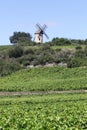 Landscape with Chassagne Montrachet vineyards in Burgundy Royalty Free Stock Photo