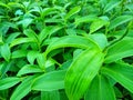 Landscape of cheilocostus plant with angel close up Royalty Free Stock Photo