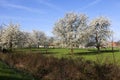 Landscape with cherry trees in blossom, Haspengouw, Belgium