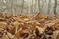 Landscape of chestnut trees, colors of Autumn, Extremadura, Spain