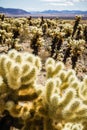 Landscape in the Cholla Cactus Garden, Joshua Tree National Park, California Royalty Free Stock Photo