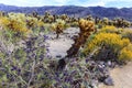 Landscape of Cholla Cactus Garden, Joshua Tree National Park, California, USA. Mountains in the background. Royalty Free Stock Photo