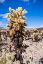 Landscape in the Cholla Cactus Garden, Joshua Tree National Park, south California; blue sky background Royalty Free Stock Photo