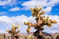 Landscape in the Cholla Cactus Garden, Joshua Tree National Park, south California; blue sky with white clouds background Royalty Free Stock Photo