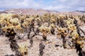 Landscape in the Cholla Cactus Garden, Joshua Tree National Park, south California; cloudy sky Royalty Free Stock Photo