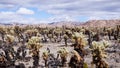 Landscape in the Cholla Cactus Garden, Joshua Tree National Park, south California; cloudy sky Royalty Free Stock Photo