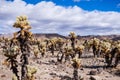 Landscape in the Cholla Cactus Garden, Joshua Tree National Park, south California; cloudy sky Royalty Free Stock Photo