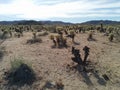 Landscape of cholla jumping cactus garden in Joshua Tree National Park Royalty Free Stock Photo