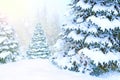 Landscape with Christmas trees covered in snow in winter forest. New Year trees