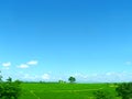 Landscape of clearly green tea farm