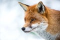 Fox in Snow