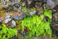 Bright Green Fern Growing out of Wet Stony Wall in the Rain Royalty Free Stock Photo