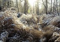 Landscape with closeup bush Royalty Free Stock Photo