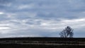 Landscape with cloudy tree and lonely tree in field_ Royalty Free Stock Photo