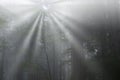 Sunbeams Redwood Forest Royalty Free Stock Photo