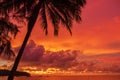 Landscape with coconut palm tree on orange sunset background.