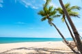 Landscape of coconut palm tree on tropical beach in summer. Royalty Free Stock Photo