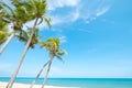 Landscape of coconut palm tree on tropical beach in summer. Royalty Free Stock Photo