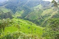 Landscape in the Cocora Valley with wax palm, between the mountains of the Cordillera Central in Colombia. Royalty Free Stock Photo