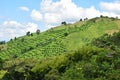 Coffee axis Colombia Royalty Free Stock Photo