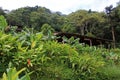 Landscape and coffee farm in the highlands of Matagalpa, Nicaragua Royalty Free Stock Photo