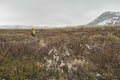 Landscape of cold harsh tundra in Dovrefjell national park
