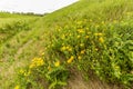 Landscape with Common fleabane, Pulicaria dysenterica Royalty Free Stock Photo