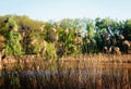 Landscape. Common reed, Phragmites dried, develops in sunlight on the shore of a lake in a spring park, against the background Royalty Free Stock Photo